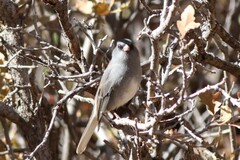 Junco hyemalis caniceps