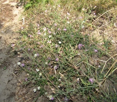 Centaurea ×psammogena
