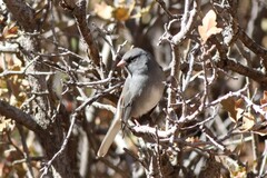 Junco hyemalis caniceps