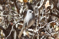 Junco hyemalis caniceps
