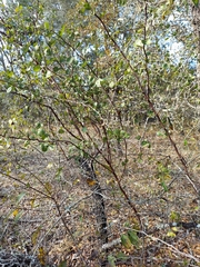 Crataegus michauxii
