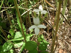 Pseuderanthemum variabile