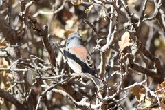 Junco hyemalis caniceps