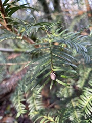 Taxaceae