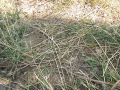 Centaurea ×psammogena
