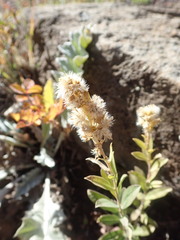 Solidago capulinensis