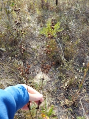 Penstemon multiflorus