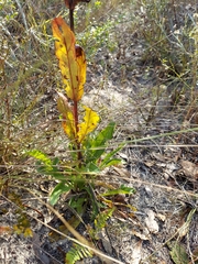 Penstemon multiflorus