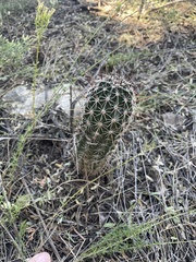 Echinocereus engelmannii fasciculatus