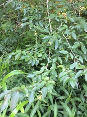 Carpinus caroliniana caroliniana