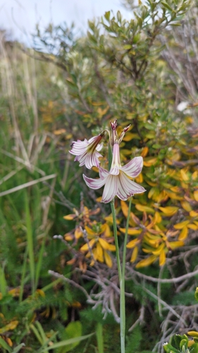 Image of Olsynium biflorum by no rights reserved