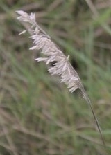 Calamagrostis epigejos