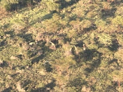 Giraffa camelopardalis antiquorum