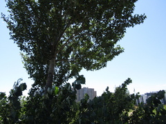Populus × canadensis