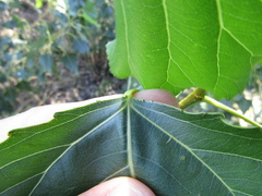 Populus × canadensis