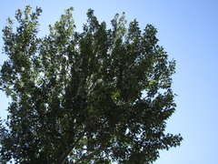 Populus × canadensis
