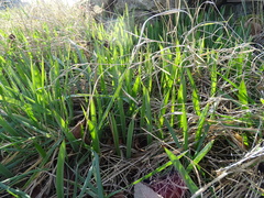 Tulipa sylvestris