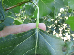 Populus × canadensis