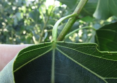 Populus × canadensis