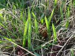 Tulipa sylvestris