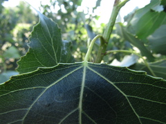 Populus × canadensis