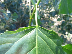 Populus × canadensis