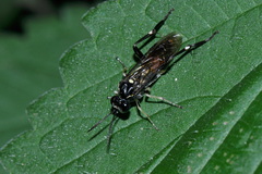 Macrophya militaris