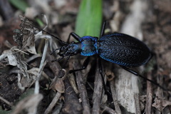 Carabus intricatus