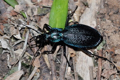Carabus intricatus