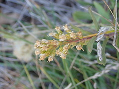 Solidago capulinensis