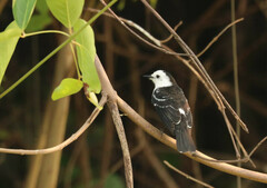 Fluvicola albiventer