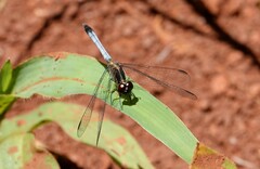 Erythrodiplax paraguayensis