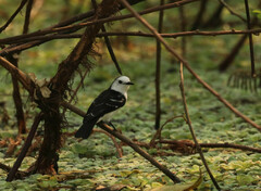 Fluvicola albiventer