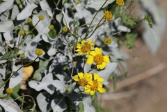 Encelia farinosa