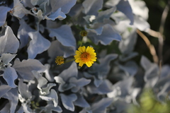 Encelia farinosa