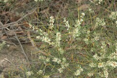 Hakea rostrata
