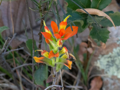 Castilleja glandulosa