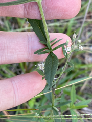 Eupatorium semiserratum