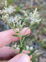 Eupatorium semiserratum