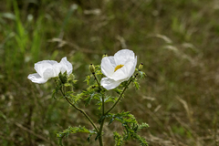 Argemone polyanthemos