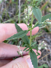 Eupatorium semiserratum