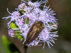 Acmaeodera cuprina