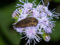 Acmaeodera cuprina