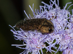 Acmaeodera cuprina