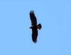 Aquila adalberti