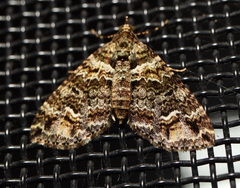 Crasilogia gressitti