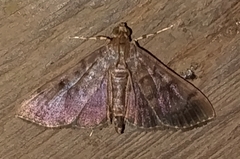 Spilomelinae