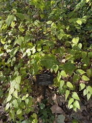 Neviusia alabamensis