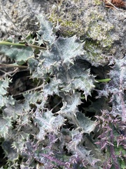 Golovinomyces sonchicola