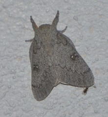 Syssphinx heiligbrodti